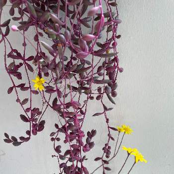 オトンナ属の画像 by wakkkkさん | バルコニー/ベランダと多肉植物とオトンナ属とつぶつぶとルビーネックレス☆と花のある暮らし