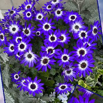 お気に入り♪の画像 by 仁美さん | 小さな庭と綺麗に咲いたよ♪と大好きな青 ❤︎と小さな幸せ♡とセネッティと鉢植えと青いお花♡とお気に入り♪