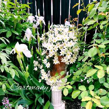 カートマニージョー♪の画像 by yuuumiさん | 鉢植えと白い花とクレマチス♬とカートマニージョー♪