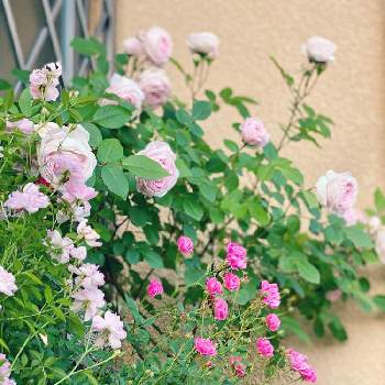 よろしくお願いしますの画像 by なおさん | バルコニー/ベランダとバラ　フンショウロウとミニバラ ほほえみと姫乙女と植物愛がとまらないとよろしくお願いしますと毎日ローズショーとマイガーデンとピンク❤︎ピンクと大好きと小さな花壇とベランダガーデンとおうち園芸と植中毒と可愛いと月曜日にはバラをとガーデニングと花のある暮らしと小庭