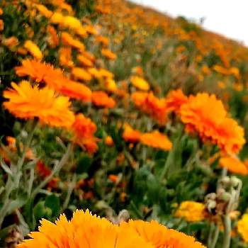 カレンデュラ♡の画像 by ケサランパサランさん | お出かけ先とキンセンカと春の訪れと緑のある暮らしとキク科とハーブとカレンデュラ♡と花のある暮らしと一年草と地植えとキンセンカ。と花の群生地フォトコン