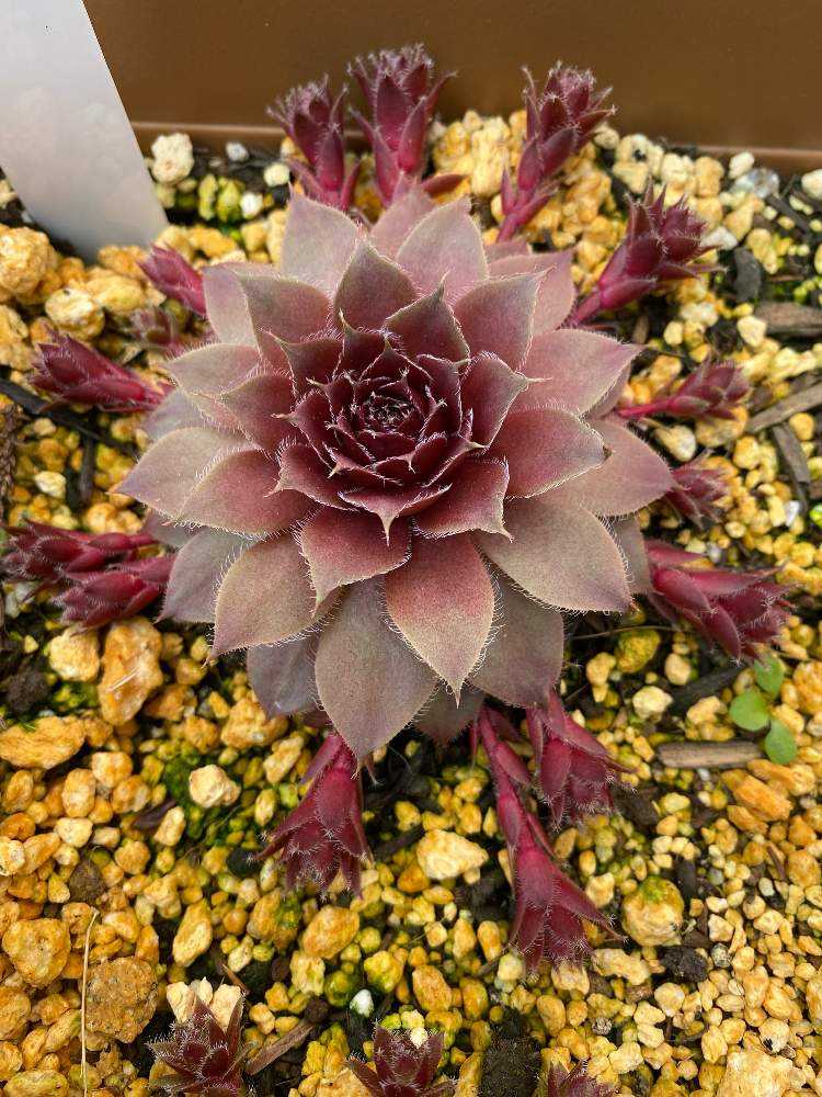 センペルビウム ジュエルケースの成長記録2025.4.17更新｜🍀GreenSnap