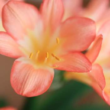 君子蘭の画像 by sakaさん | 部屋と君子蘭と春のお花と植物とインテリアと春の訪れとおうち園芸と鮮やか と花のある暮らしと窓際の植物