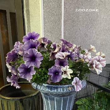  ワイルドストロベリーの画像 by zoozoneさん | 玄関と観葉植物と植物のある暮らしと鳥対策と ワイルドストロベリーとモンローウォークベールヴァルド