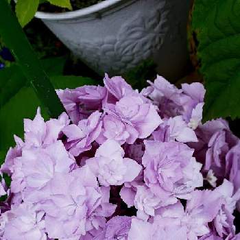 綺麗なお花の画像 by ❣️チコちゃん❣️さん | 小さな庭と温泉県大分♨️と可愛いお花と緑のある暮らしと綺麗なお花と鉢植えと花のある暮らしと紫のお花