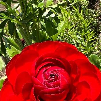八重咲きの画像 by まあみさん | お出かけ先とラナンキュラスとお散歩の途中とゴージャスと美しいと綺麗と赤い花とキンポウゲ科と可愛いと真っ赤な火曜日とエレガントと八重咲き
