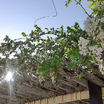 藤棚の画像 by flower&skyさん | お出かけ先と白藤と花の咲く木と春のお花と空を背景にと花のある暮らしと藤棚と白い花