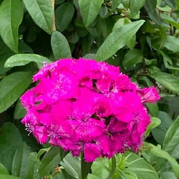 撫子の画像 by manabeさん | お出かけ先とナデシコ(ダイアンサス)と撫子と濃いピンクの花