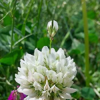 雑草と呼ばないでの投稿画像一覧 Greensnap グリーンスナップ