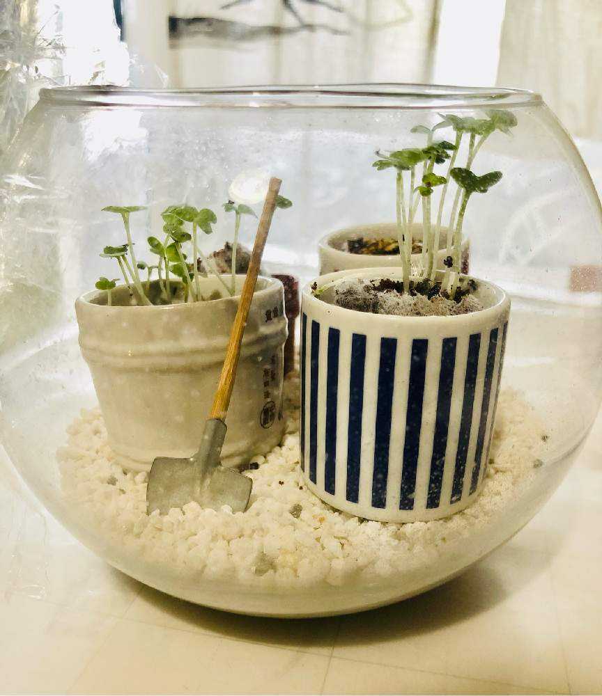 わさび菜と Greensnap グリーンスナップ