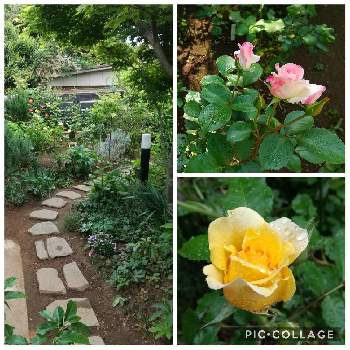 ゴールドバニーの画像 by さくさん | 小さな庭とマチルダとゴールドバニーと５月の庭とバラ好きと花のある暮らしと薔薇♪と緑いっぱい