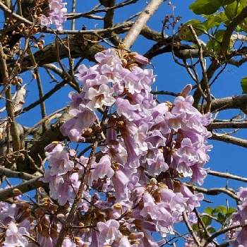 桐の花の画像 by カマンベールさん | 桐（きり）とキリと桐の花と紫の花と雲仲間