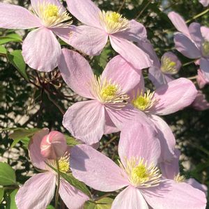クレマチス・モンタナ　ルーベンス,かわいい,きれい,癒される,ピンクの花の画像