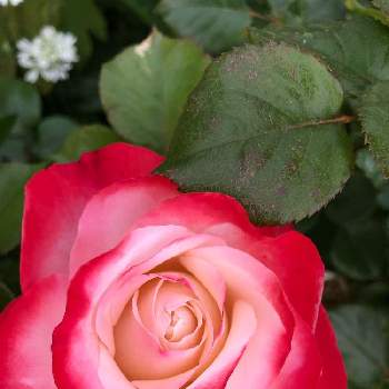 綺麗な薔薇の画像 by ラックスさん | 広い庭と薔薇 ノスタルジーと白と赤のグラデーションとエレガントな薔薇と綺麗な薔薇と薔薇のある家と四季咲バラと木立横張タイプ