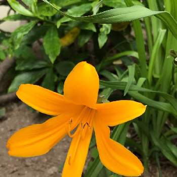 禅庭花 ゼンテイカ の投稿画像一覧 Greensnap グリーンスナップ 禅庭花 ゼンテイカ の投稿画像一覧 Greensnap グリーンスナップ