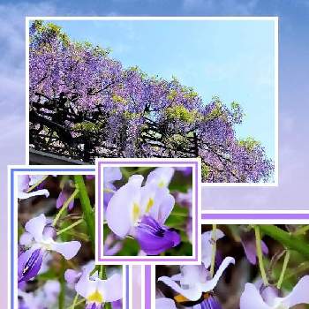 青空の下の画像 by CHACHAさん | 青空の下と藤色の花とちっちゃいものクラブとあっ火曜日