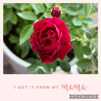 香りを楽しむの画像 by カットニス♡さん | バルコニー/ベランダとミニバラ・スイートチャリオットと香りを楽しむと癒しと元気に育ててますよと薔薇♪と赤い薔薇♡