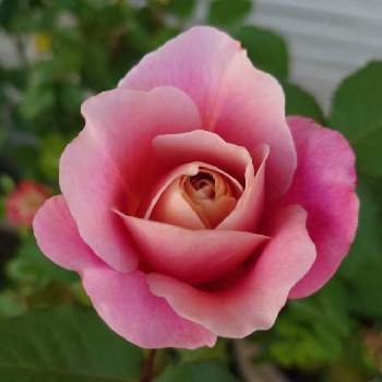 薔薇ディスタントドラムスの画像 by green.tinkerbellさん | 小さな庭とバラ ディスタントドラムスとばら バラ 薔薇と小さな庭♡と自宅の庭よりとはなのあるくらしと薔薇ディスタントドラムス