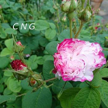 中ぐらいの庭の画像 by CNGさん | OR  レダと中ぐらいの庭