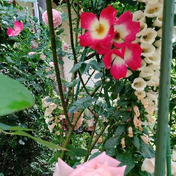 つるバラ 春がすみの投稿画像一覧 Greensnap グリーンスナップ つるバラ 春がすみの投稿画像一覧 Greensnap グリーンスナップ