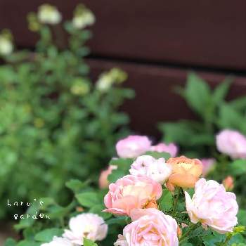 ミニバラ  プリズムの画像 by はる♪さん | ミニバラ　フローランドプリズムとバラ・ミニ薔薇と小花会とおうち園芸とバラ鉢植えとガーデニングとリーフ好きﻌﻌ♥と花のある暮らしとミニバラフローランドプリズムとミニバラ  プリズム