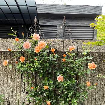 ♡ロイヤルサンセット♡の画像 by ピオニーさん | 小さな庭とロイヤルサンセットと♡ロイヤルサンセット♡と鉢でバラを育てると狭い庭にバラ