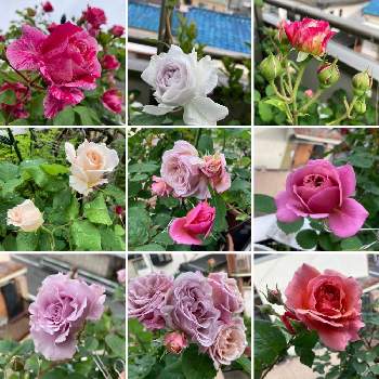 フレンチレースの画像 by デジコタさん | バルコニー/ベランダとバラ あおいとバラ いおりとフレンチレースとバラ かおりかざりとバラ・フランボワーズ・バニーユとガブリエルと薔薇 クロード・モネとバラ リベルラと薔薇愛同盟と薔薇に魅せられてと南国植物とGS映えとつるバラとGS日和と植中毒と今日の一枚と花いろいろと可愛いと元気に育ててますよと花のある暮らしとかわいいと薔薇♪とかわいいな♡とバラ・ミニバラとバラを楽しむと記録用と咲いた！とiPhone撮影