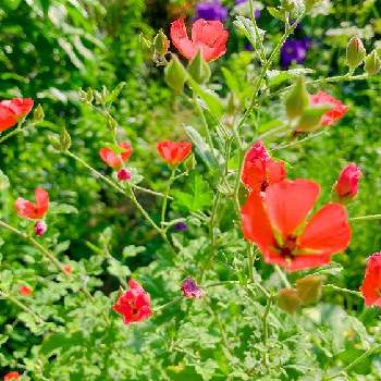 色鮮やか♪の画像 by meimommyさん | スプリングピクシーとスマホ撮影とほんわか景色とお花がある暮らしとお庭の記録と色鮮やか♪と2020同期とナチュラルガーデンとおうち園芸とお花に癒されてと真っ赤な火曜日とあっ火曜日