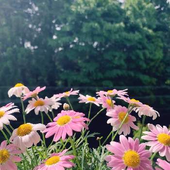 お花屋さんの画像 by りんさん | バルコニー/ベランダとマーガレットと晴れの日と可愛いお花と癒しとおうち園芸とピンク大好きとピンクと花のある暮らしとお花屋さん