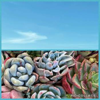 青空の下の画像 by ゆきさん | 多肉中毒と多肉植物と雲仲間と多肉植物のある暮らしと青空の下と青空