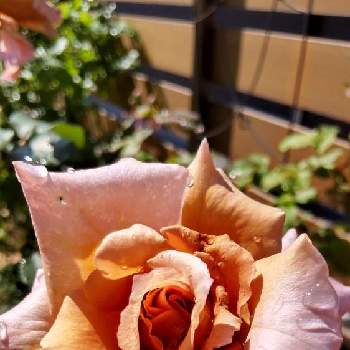 薔薇ジュリアの画像 by Chieko☆さん | 独り言と薔薇ジュリアと私の庭と綺麗な色♡と可愛い♡