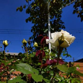 ヨハネパウロⅡ世の画像 by Chieko☆さん | 青空といい香り♪と白い薔薇♡とヨハネパウロⅡ世