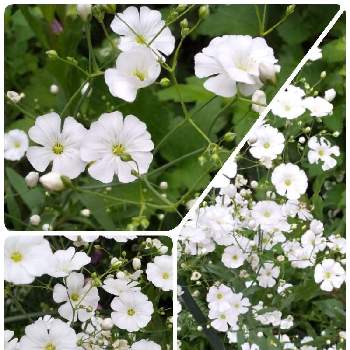 小さな白いお花の画像 by ともこさん | 小さな庭とmy liter gardenと かすみ草と小さな白いお花と白いお花とガーデニングと花のある暮らしと小花が好きとかすみ草コペントガーデン