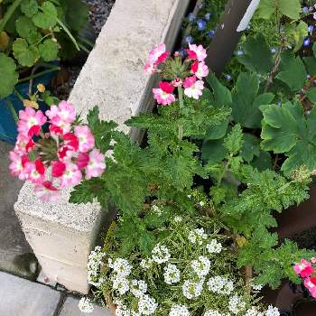 スーパーアリッサムの画像 by TARI24さん | アプローチと宿根バーベナ ピンクパフェとスーパーアリッサムと雨上がりとピンクの花とPWと半日陰と明るい日陰と鉢植えと白い花