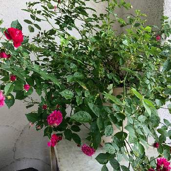 スイートチャリオットの画像 by tmmtさん | バルコニー/ベランダとグリーンのある暮らしとピンクの花とピンク❤︎ピンクとおうち園芸と花いろいろと元気に育ててますよと花のある暮らしとバラ・ミニバラとスイートチャリオット