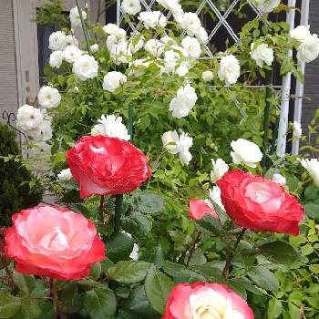 ノスタルジーの画像 by 7にゃんさん | みどりのある暮らしとノスタルジーとばら バラ 薔薇とおうち園芸とばら大好きとつるバラ アイスバーグ