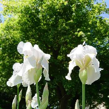 ジャーマンアイリス,庭の花,花のある暮らし,こんにちは,広い庭の画像