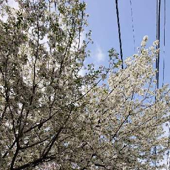 多種多様性を愛する会の画像 by かおるんるんさん | お出かけ先とソメイヨシノとオオシマサクラとyu ＆ゆうクラブと多種多様性を愛する会とウキウキわくわく♪としあわせ運べるようにといつも心に太陽をとゆるくたのしくと医療現場の人々に感謝と桜(さくら)リレーとピンクワールドへ ようこそと❤️桜リレー♬とGS皆様ありがとうとGSの皆様に感謝とGSアダルトチームとがんばれ日本