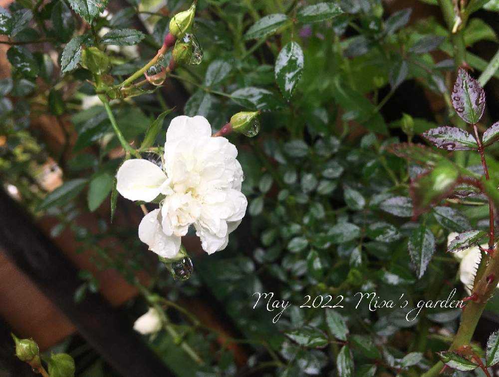 misa's Garden Rose Collection2022｜🍀GreenSnap（グリーン