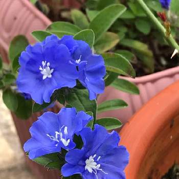 素敵な色の画像 by きよりんさん | 小さな庭とアメリカン・ブルーとひとときの癒やしとありがとう♡と大好きとブルーのお花と素敵な色と元気もらえると鉢植えと素敵な出会いに感謝
