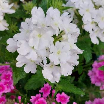 お花が可愛いの画像 by plumeriaさん | バーベナとみどりのある暮らしとありがとう♡と可愛い❤と庭先とお花が可愛いと平和を願うと我が家の庭のお花と花のある暮らし