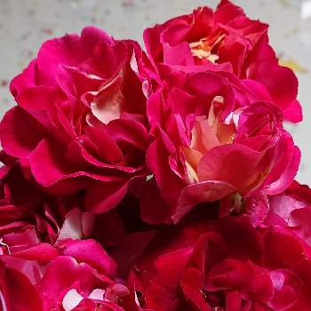 真っ赤なお花❤️の画像 by マイフラワーさん | 部屋と赤いバラと真っ赤な火曜日と真っ赤なお花❤️とかのやばら園からお迎え