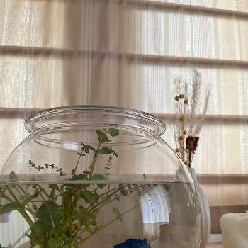 水草の画像 by LALA⑅◡̈*.さん | 窓辺と水草とベタ（鑑賞魚）とグリーンライフ♡