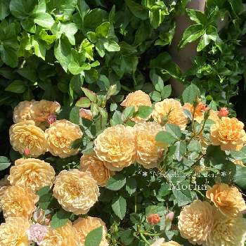 ミニ薔薇「モカ」の画像 by 撫子さん | ミニバラ鉢植えと愛おしいバラとミニ薔薇「モカ」