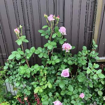 緑化計画の画像 by 桜海さん | 小さな庭とブルームーンとばら バラ 薔薇と緑化計画とおうち園芸と植中毒とオシャンティと花のある暮らしと青いバラとちょっとかわってるとおおきくなあれ