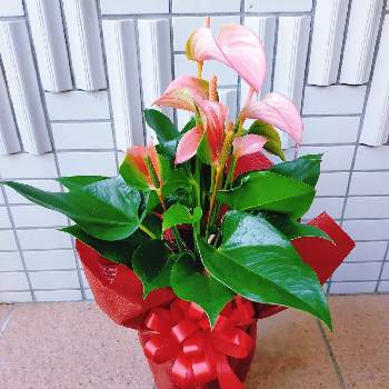 アンスリウム☆の画像 by Sunny32さん | インテリアとピンク ぴんく Pinkとアンスリウム☆とお花大好き♡と花のある暮らしとお花は癒し