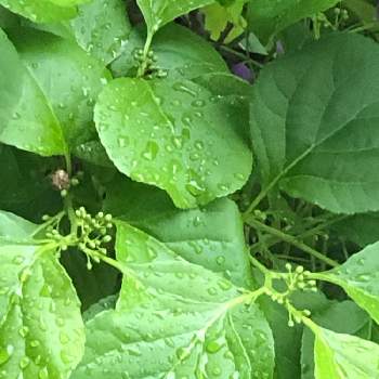 ツルウメモドキ,新緑,若葉,小さな庭の画像