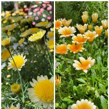 マーガレットソレミオの画像 by わいわいさん | 小さな庭とマーガレットソレミオとガザニア カナリアスマイルと花のある暮らしとおうち園芸とpwの花