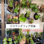 半田市花屋の一覧 Greensnap グリーンスナップ