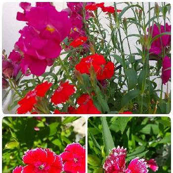 職場の花の画像 by コッコさん | 小さな庭とお花のある暮らしと職場の花と撫子♪と真っ赤な火曜日